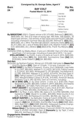 BAY COLT Barn 24 Hip No