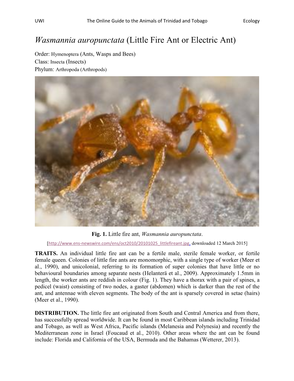 Wasmannia Auropunctata (Little Fire Ant Or Electric Ant)