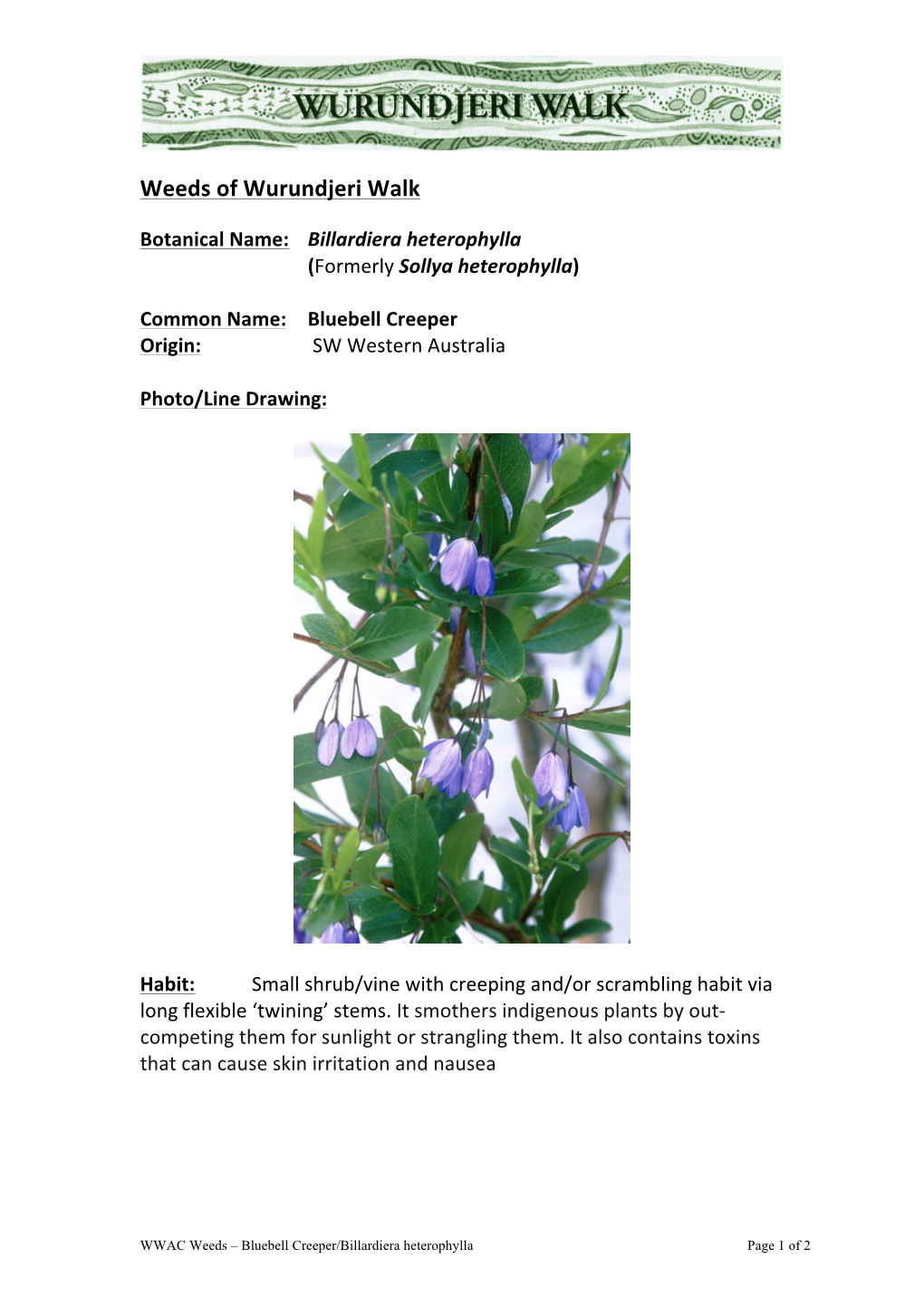 Bluebell Creeper – Billardiera Heterophylla