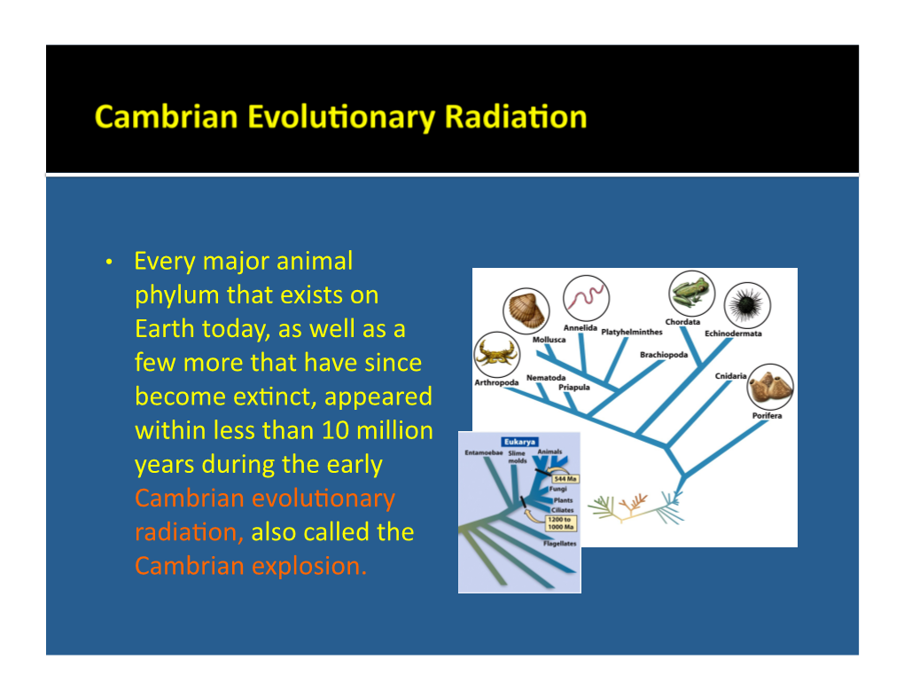 • Every Major Animal Phylum That Exists on Earth Today, As Well As A