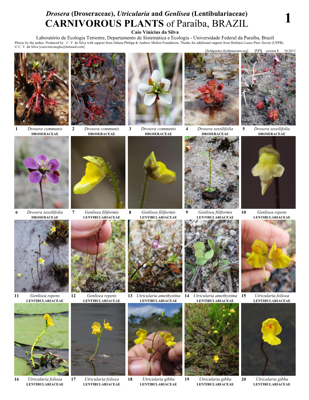 Drosera (Droseraceae), Utricularia and Genlisea (Lentibulariaceae)