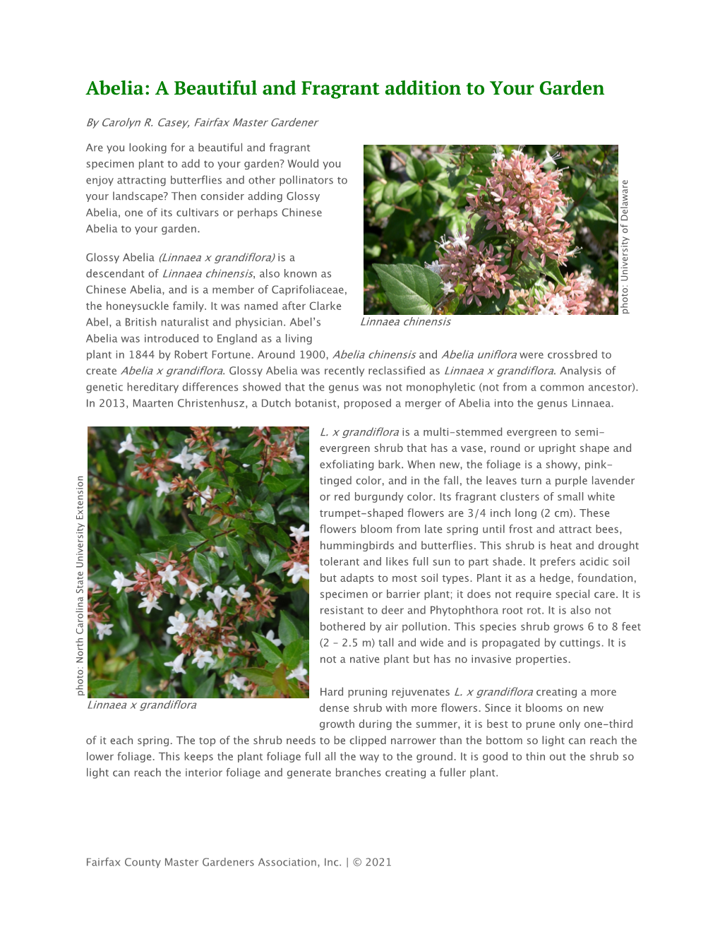 Abelia: a Beautiful and Fragrant Addition to Your Garden