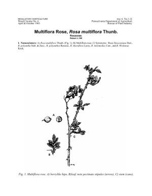 Multiflora Rose, Rosa Multiflora Thunb. Rosaceae