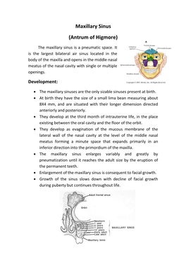 Maxillary Sinus (Antrum of Higmore)