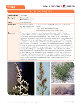 Russian Thistle Weeds Pollen Allergy Info Download
