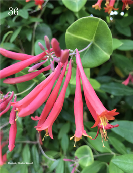 Coral Honeysuckle Lonicera Sempervirens by Heather Brasell
