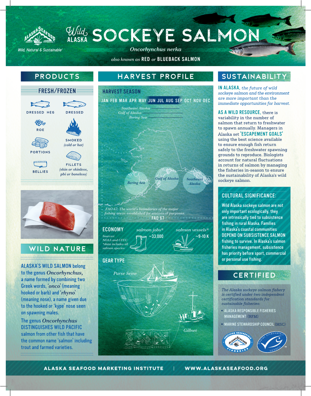 SOCKEYE SALMON Oncorhynchus Nerka Also Known As RED Or BLUEBACK SALMON