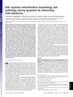 Bak Regulates Mitochondrial Morphology and Pathology During Apoptosis by Interacting with Mitofusins