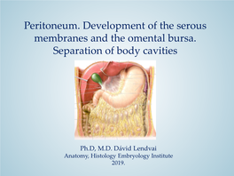 Peritoneum. Development of the Serous Membranes and the Omental Bursa