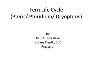 Fern Life Cycle (Pteris/ Pteridium/ Dryopteris)