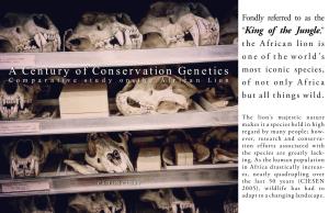 A Century of Conservation Genetics Most Iconic Species, Comparative Study on the African Lion of Not Only Africa but All Things Wild