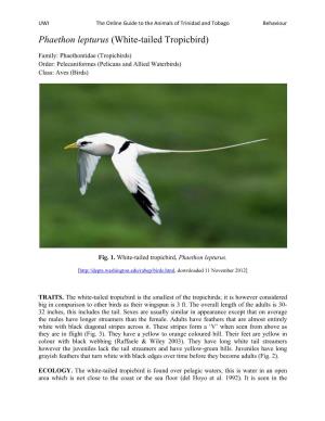 Phaethon Lepturus (White-Tailed Tropicbird)