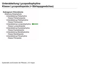 Unterabteilung Lycopodiophytina Klasse Lycopodiopsida (= Bärlappgewächse)