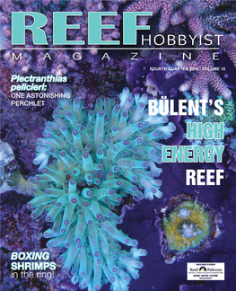 Bülent's High Energy Reef