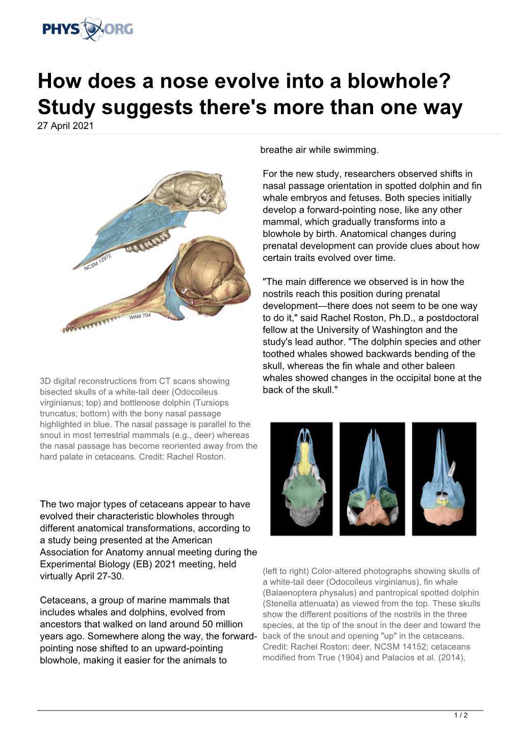 How Does a Nose Evolve Into a Blowhole? Study Suggests There's More Than One Way 27 April 2021