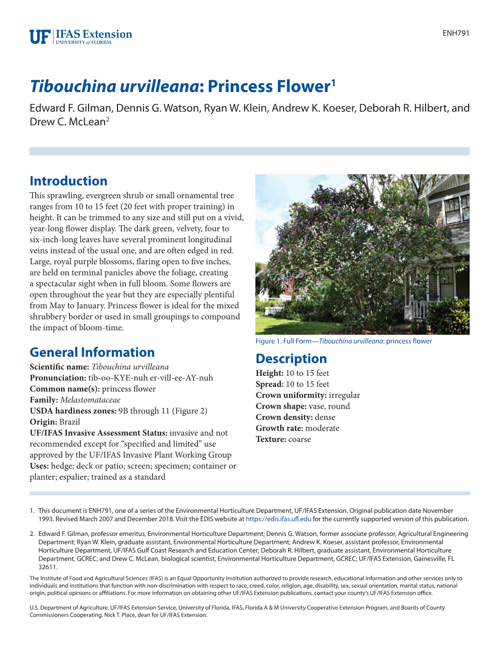 Tibouchina Urvilleana: Princess Flower1 Edward F