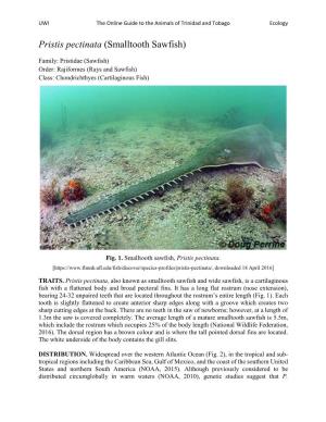 Pristis Pectinata (Smalltooth Sawfish)