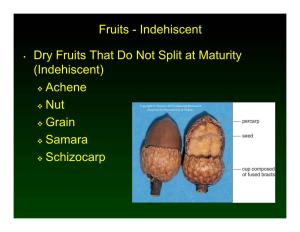 Indehiscent • Dry Fruits That Do Not Split at Maturity