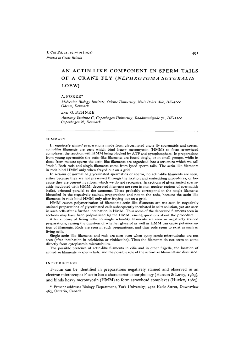 An Actin-Like Component in Sperm Tails of a Crane Fly (Nephrotoma Suturalis Loew)