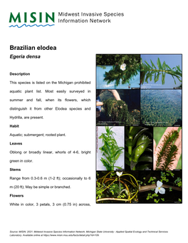 Brazilian Elodea Egeria Densa