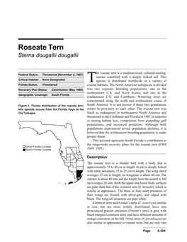 The Roseate Tern Is a Medium-Sized, Colonial-Nesting