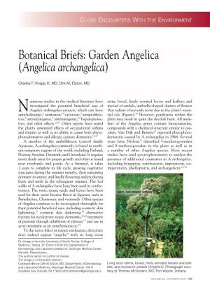 Angelica Archangelica)