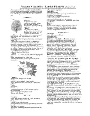 Platanus X Acerifolia