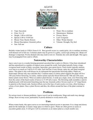 AGAVE Agave Americana Characteristics Culture Noteworthy