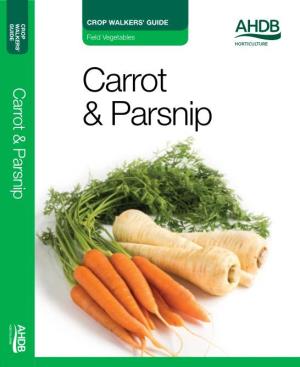 Carrot & Parsnip