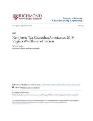 New Jersey Tea, Ceanothus Americanus, 2019 Virginia Wildlflower of the Year W