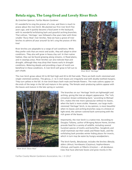 Betula Nigra, the Long-Lived and Lovely River Birch