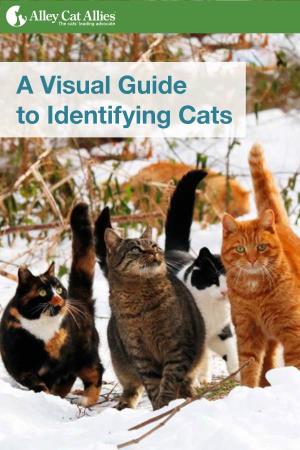 A Visual Guide to Identifying Cats