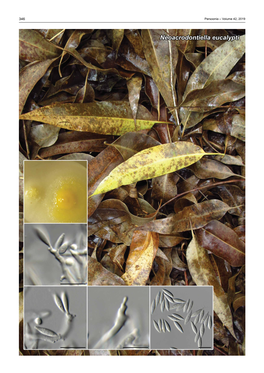 Neoacrodontiella Eucalypti Fungal Planet Description Sheets 347