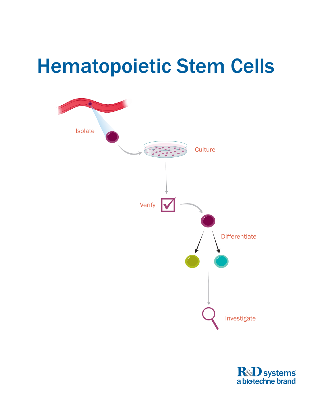 Hematopoietic Stem Cells