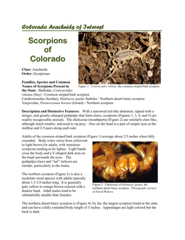 Scorpions of Colorado
