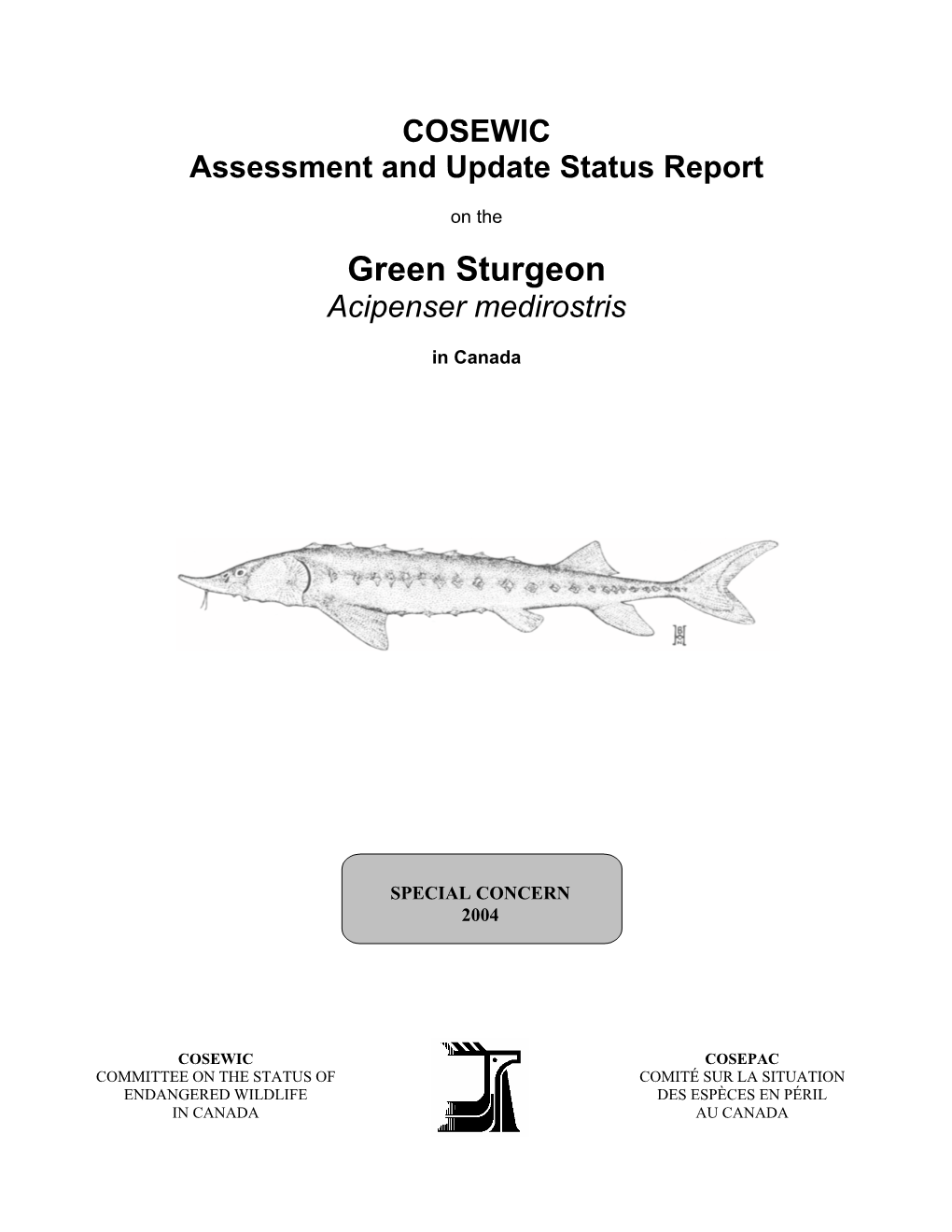 Green Sturgeon Acipenser Medirostris