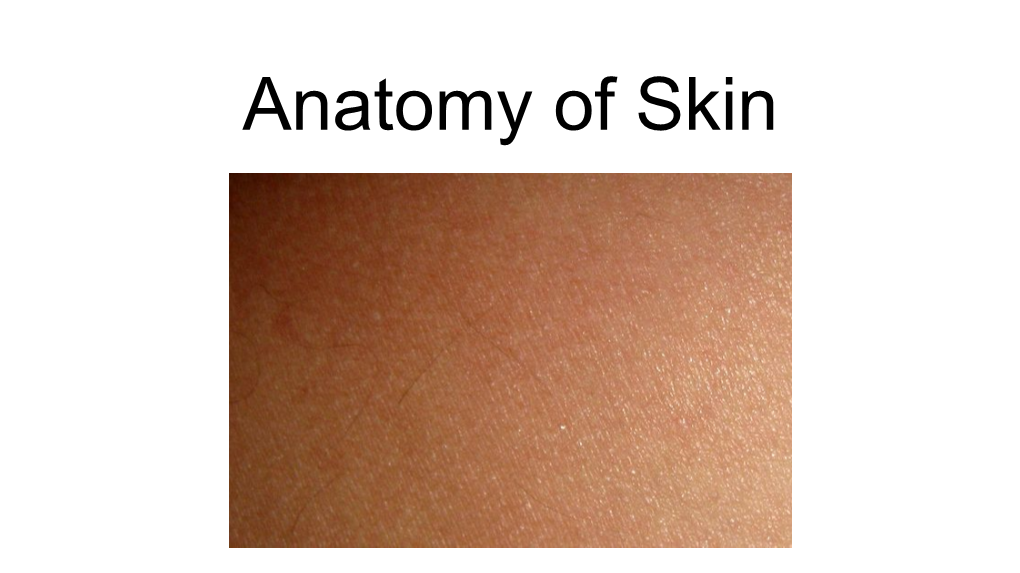 Anatomy of Skin Kyle EB