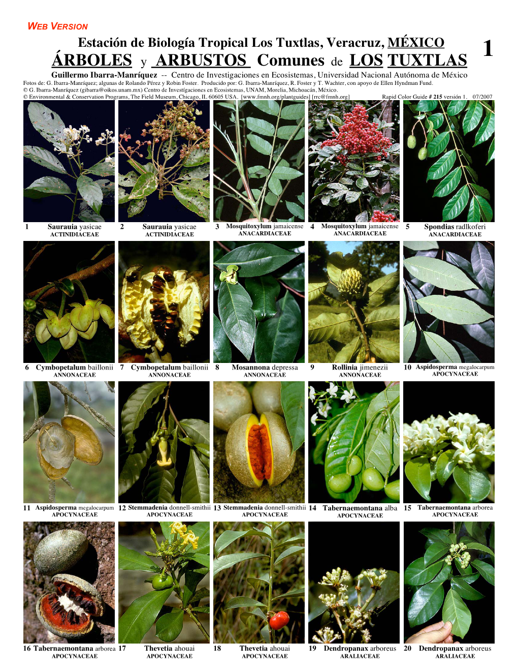 ÁRBOLES Y ARBUSTOS Comunes De LOS TUXTLAS Guillermo Ibarra-Manríquez -- Centro De Investigaciones En Ecosistemas, Universidad Nacional Autónoma De México Fotos De: G