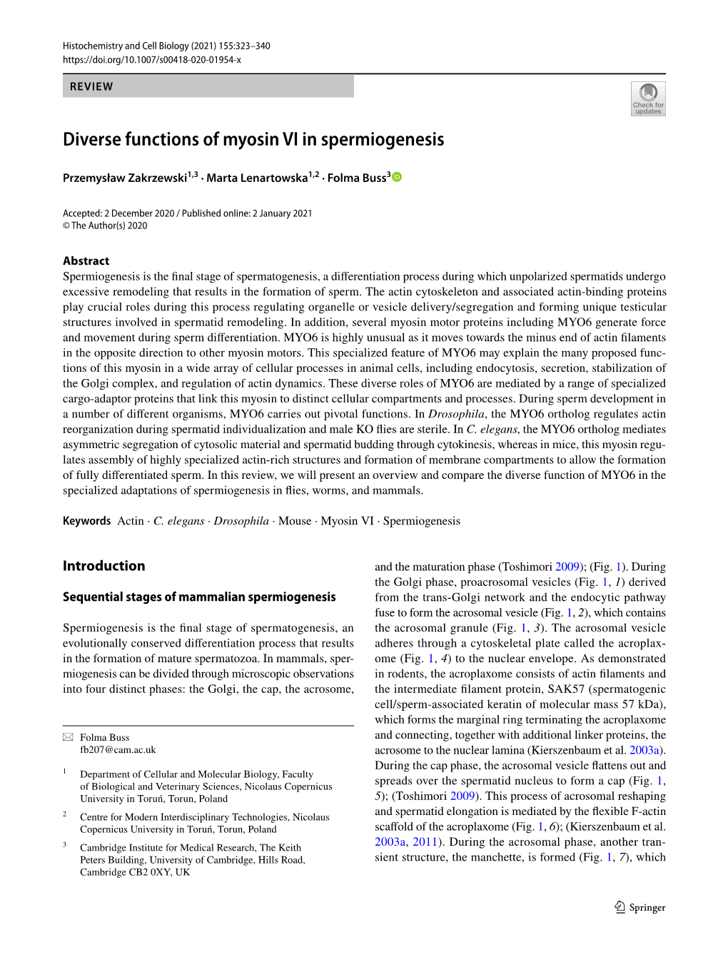 Diverse Functions of Myosin VI in Spermiogenesis