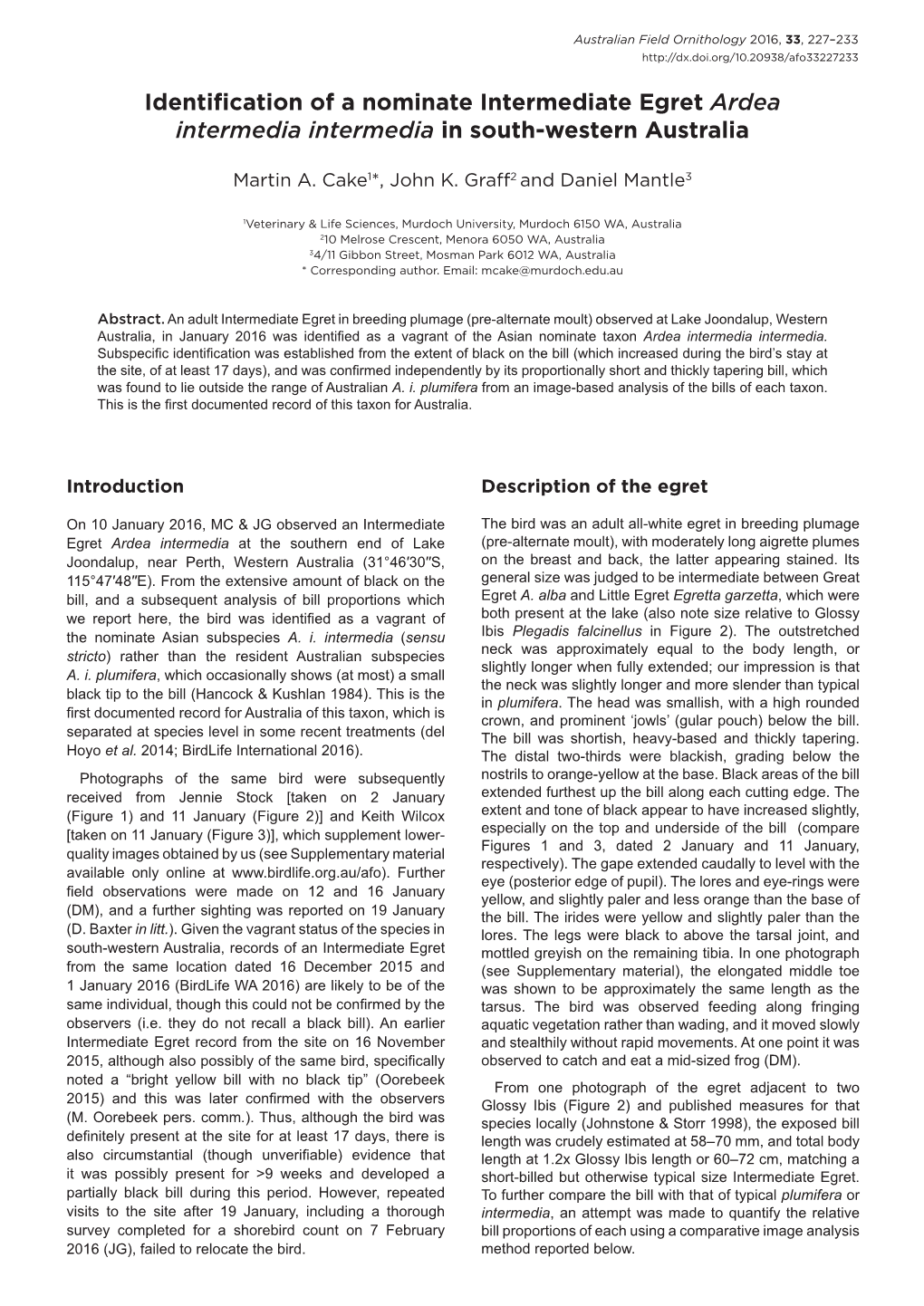 Identification of a Nominate Intermediate Egret Ardea Intermedia Intermedia in South-Western Australia