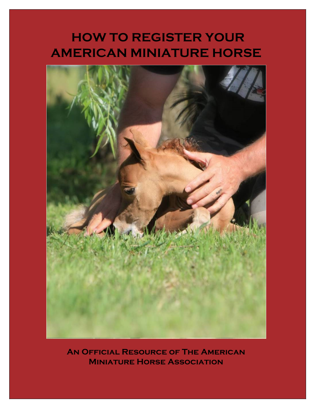 How to Register Your American Miniature Horse