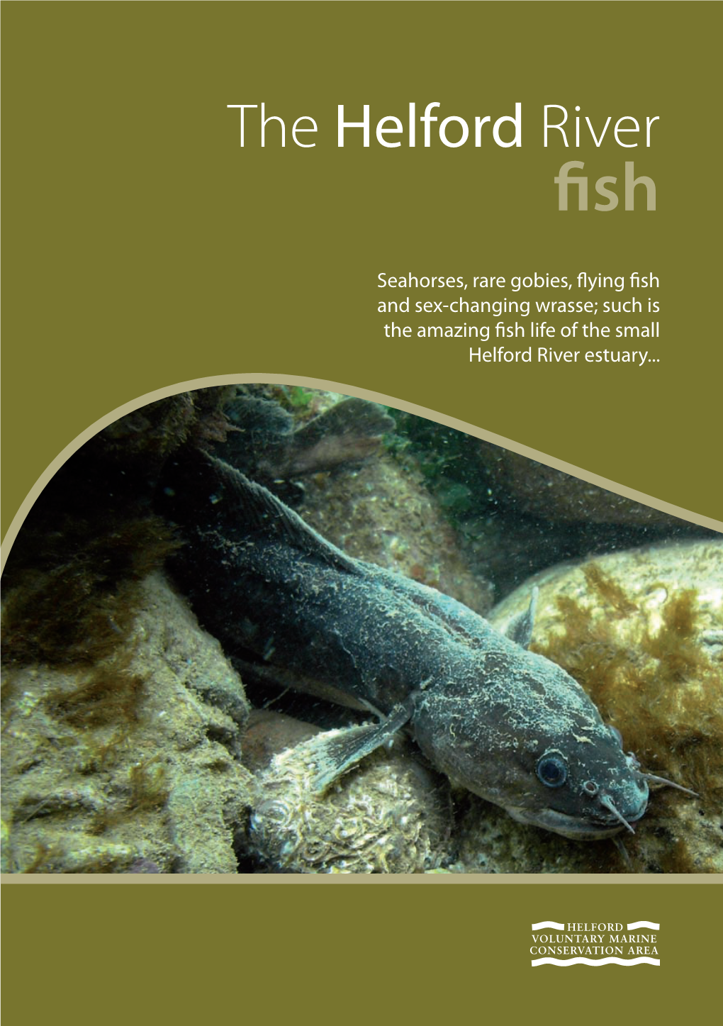 Download the Helford River Fish Information Leaflet