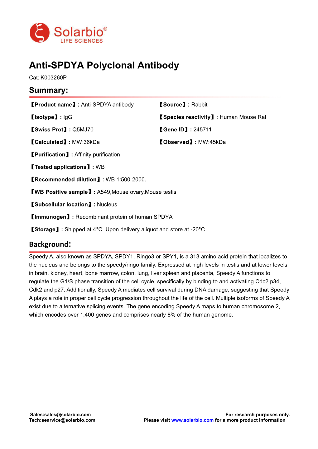 Anti-SPDYA Polyclonal Antibody Cat: K003260P Summary