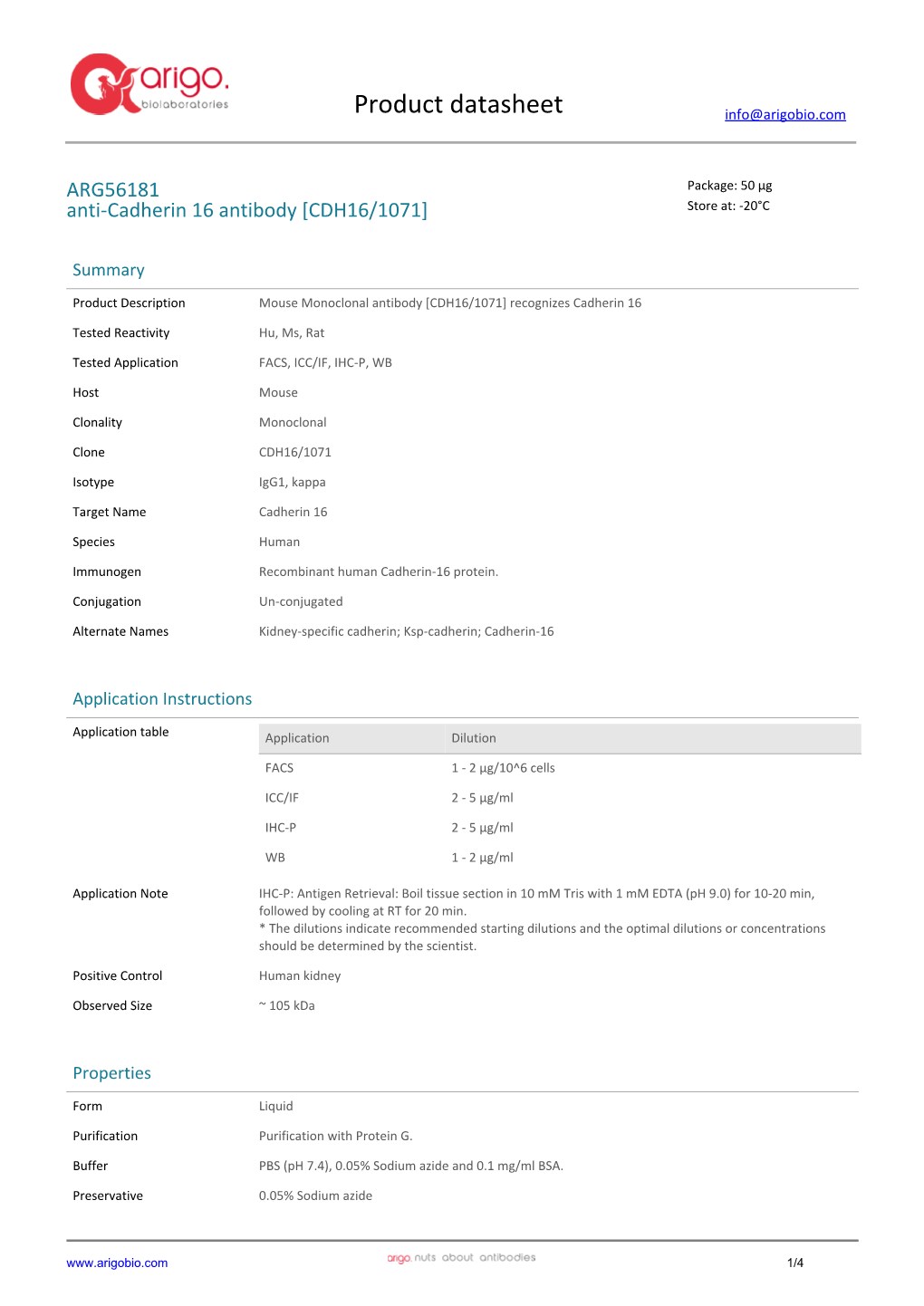 Anti-Cadherin 16 Antibody [CDH16/1071] (ARG56181)