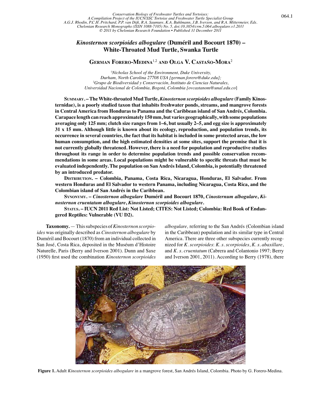 Kinosternon Scorpioides Albogulare (Duméril and Bocourt 1870) – White-Throated Mud Turtle, Swanka Turtle