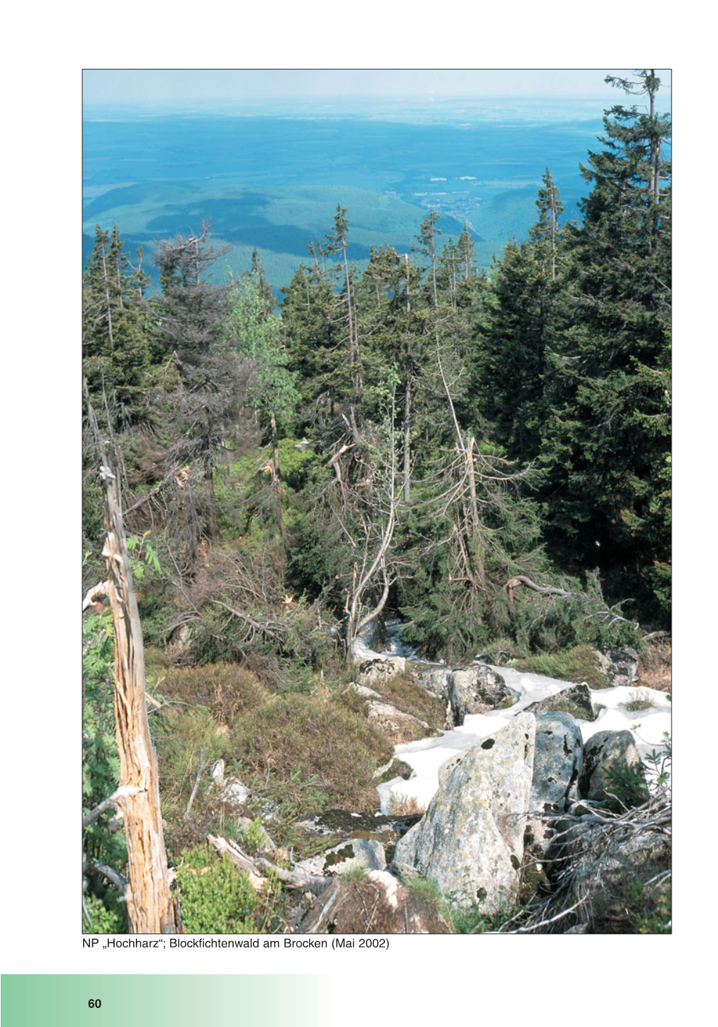 60 NP „Hochharz“; Blockfichtenwald Am Brocken (Mai 2002)