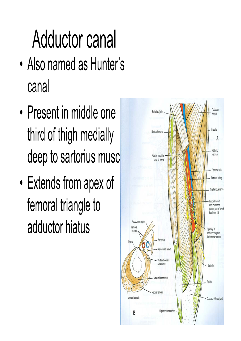 Medial Side of Thigh