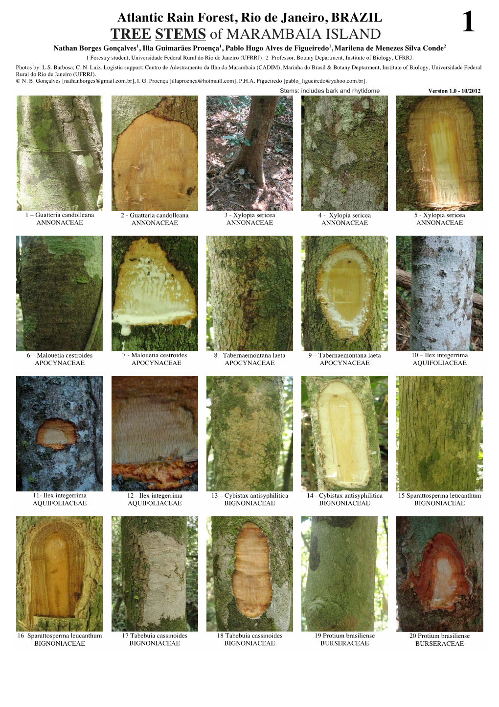 TREE STEMS of MARAMBAIA ISLAND 1 Nathan Borges Gonçalves1, Illa Guimarães Proença1, Pablo Hugo Alves De Figueiredo1, Marilena De Menezes Silva Conde2