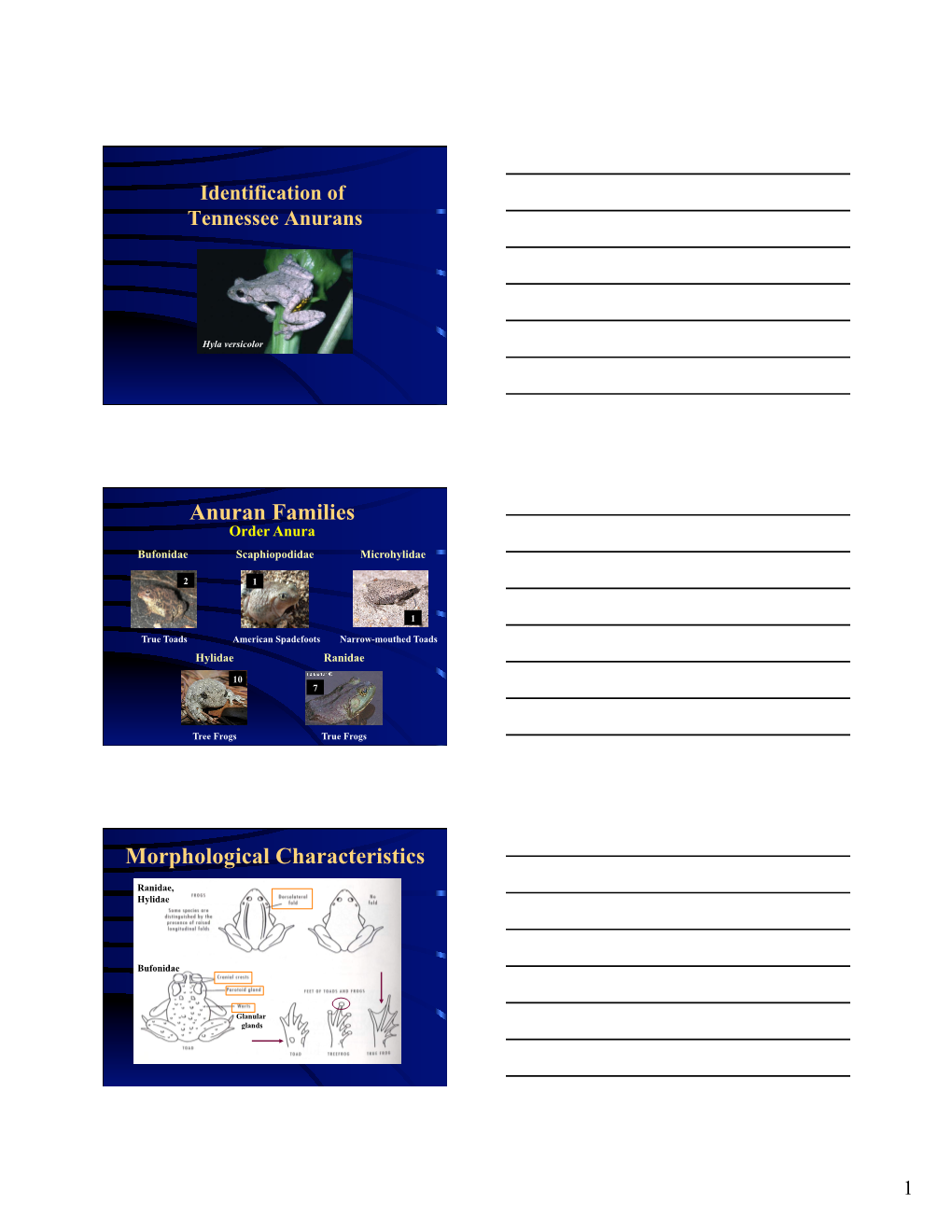 Anuran Families Morphological Characteristics