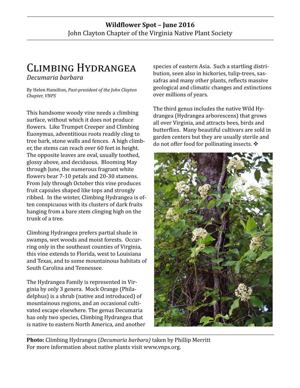 Climbing Hydrangea